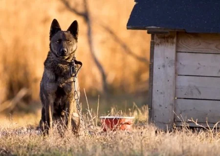 Dog chained to dog house. Dog Bite Law in West Virginia